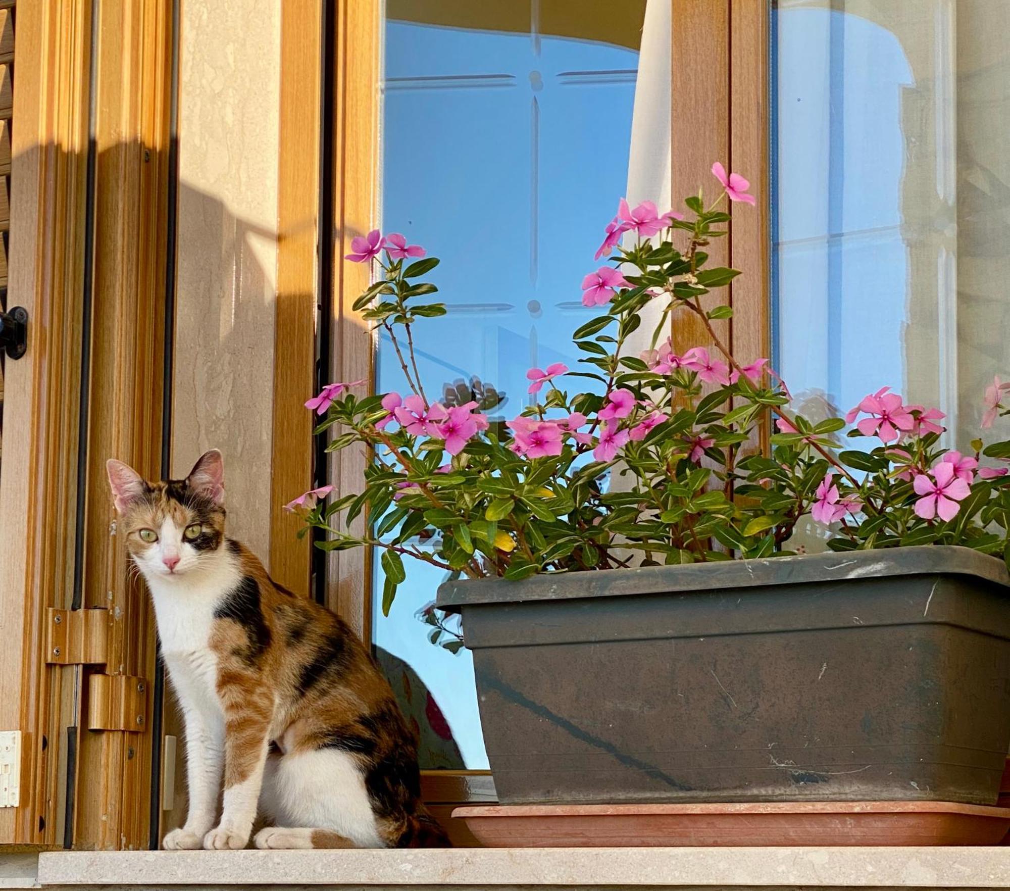 Villa Mare Giuggiola アルカモ・マリーナ エクステリア 写真